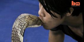 بالفيديو .. تايلاندي يقبّل كوبرا