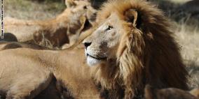 نهاية مأساوية للأسد "سيسيل".. اتهام أمريكي بقطع رأسه