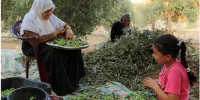 التعاون تطلق حملة واسعة لزارعة 20 ألف شجرة زيتون