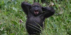 معالج في حديقة حيوانات يصاب بسهم مهدئ بدل الغوريلا