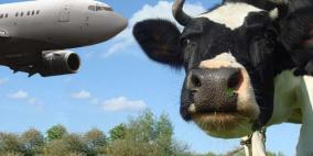 هبوط اضطراري لطائرة بريطانية بسبب 390 بقرة على متنها