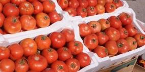 غزة: وقف تصدير البندروة بشكل مؤقت