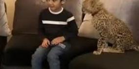 أفاع وفهود بدلاً من الحيوانات الأليفة في المنازل الكويتية