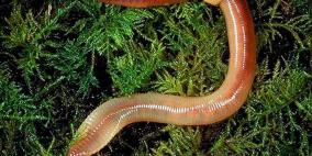 الديدان تساعد العلماء في مكافحة البدانة