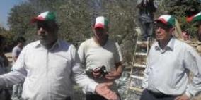 نابلس: قراقع وعساف يشاركان أهالي أسرى قرية بيتا قطف الزيتون