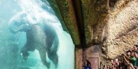 حديقة زيورخ تنشئ ستة أحواض لممارسة الفيلة السباحة