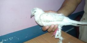 الهند "تعتقل" طير حمام "باكستانيا" بشبهة التجسس