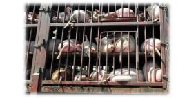 مستشفى أريحا: عدد المصابين بعدوى 'انفلونزا الخنازير' محدود جدا