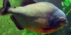 السلطات السويدية تأمر ملهاً ليلياً بخفض الموسيقى لعدم إزعاج الأسماك