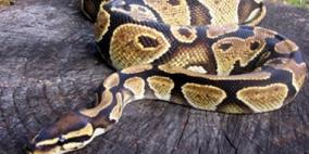 بالفيديو. . حية سامة تقفز على زجاج سيارة وتصيب الركاب بالهلع