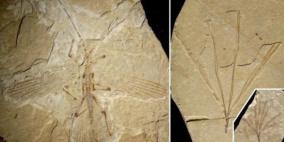 قبل 126 مليون سنة.. حشرة على شكل غصن