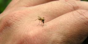 كيف تطرد الناموس وتقي نفسك من لسعاته في هذا الصيف؟