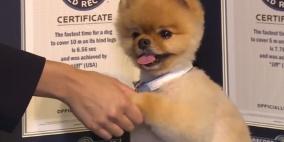 بالفيديو: كلب أمريكي يحطم رقما قياسيا للعدو على الساقين الأماميتين