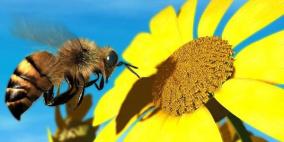 لسعات النحل لمعالجة الروماتيزم والسكري والربو