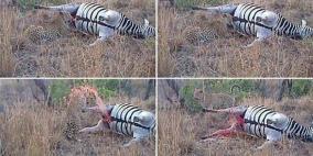 بالفيديو: لحظة انفجار حمار وحشي في وجه فهد