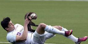 حيوان برّي يعض لاعباً في الدوري السويسري