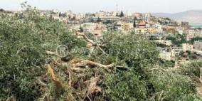 مستوطنون يقطعون اشجار الزيتون جنوب الخليل