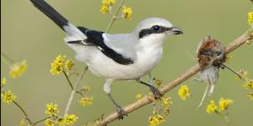 طائر الصرد في جنين