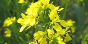 نبات الخردل يمنع نمو الخلايا السرطانية