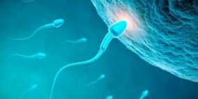 دراسة: انخفاض الخصوبة لدى الرجال تسببه بعض المواد الكيميائية