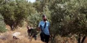 مستوطنون ينهبون ثمار الزيتون جنوب نابلس ويعتدون على مواطن