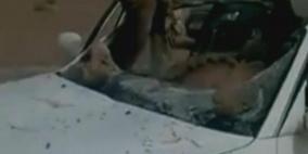 فيديو.. جمل يستقر على المقعد الأمامي لسيارة بحادث مروع