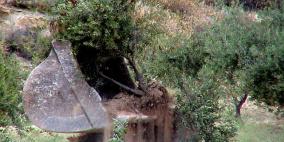 الاحتلال يتلف مزروعات شرق يطا