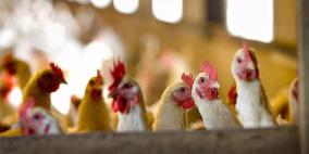 مكافحة انفلونزا الطيور مستمرة ..50 ألف دجاجة أخرى تذبح في هولندا