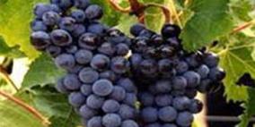 تناول العنب لمدة ثلاثة أيام متتالية مفيد للصحة