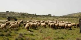 سرقة قطيع من الأغنام في رام الله