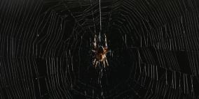 عنكبوت مكث ثلاثة أيام في جسد أسترالي