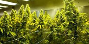 فرق الإطفاء تكتشف صدفةً مزرعة للقنب الهندي في بلجيكا