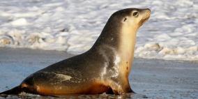 ولاية أوريجون تفشل في إبعاد أسد البحر عن مرسى ميناء