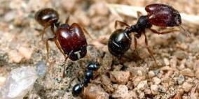 علماء يكتشفون نملا يتطفل على غيره