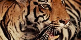 نمر يقتل حارسه في حديقة حيوان ألمانية