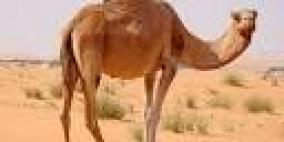 منظمة الصحة تحذر من شرب بول الإبل