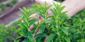 "نبتة" للإقلاع عن التدخين