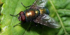 اخراج 120 يرقة من عيون وأذان امرأة