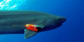 طعوم على كاميرات تحت الماء لتعداد أسماك القرش بالعالم