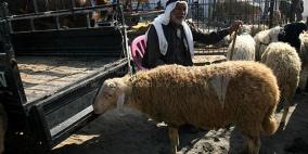 الاحتلال يوافق على ادخال الاف الاغنام للضفة وغزة