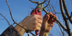 مديرية زراعة سلفيت تنفذ يوما حقليا في تطعيم أشجار الزيتون