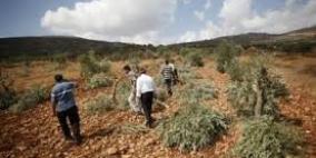 مستوطنون يقتلعون أشجار زيتون وتين شمال غرب رام الله