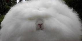 "أرنب أنقرة" التركي.. يسجن صاحبه إذا أهمله