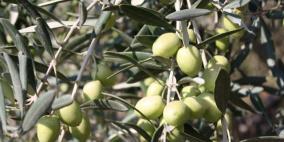 بيت لحم: تعطيل الدراسة في المدارس الحكومية للمشاركة بقطف الزيتون