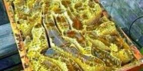 اكتشاف أنهار من عسل مصفى في جبل باليمن