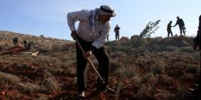 الاستيطان يحرم مزارعي سلفيت من جني الثمار خلف الجدار