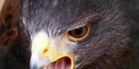 "شجرة الطيور".. أسلاف "مفترسة" وأخرى "ليلية"