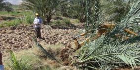 الاحتلال يقتلع 120 شجرة نخيل شمال أريحا