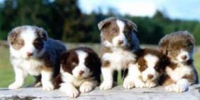 روسية “تطعن” صديقتها وطفلتين.. دفاعاً عن جِرائها