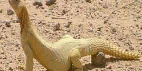 عريس سعودي يقدم 100 ضب حي مهراً لعروسه